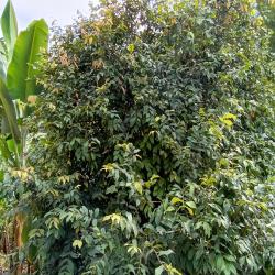 Hacienda La Bonita Paradise 29