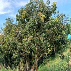 Hacienda La Bonita Paradise 30