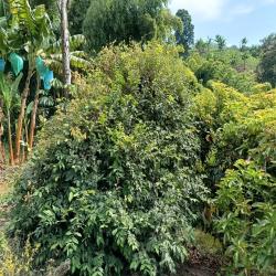 Hacienda La Bonita Paradise 35