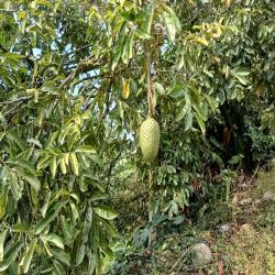 Hacienda La Bonita Paradise 36