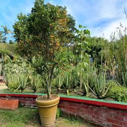 Hacienda La Bonita Paradise 43