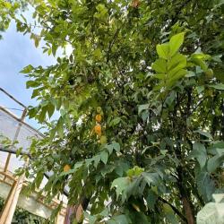 Hacienda La Bonita Paradise 53