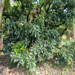 Hacienda La Bonita Paradise 54