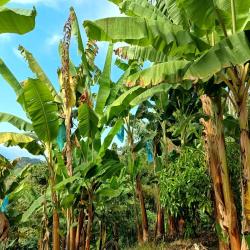 Hacienda La Bonita Paradise 60