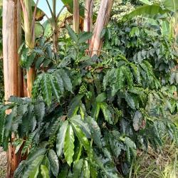 Hacienda La Bonita Paradise 71