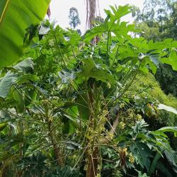 Hacienda La Bonita Paradise 75